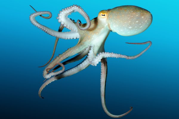 Кракен даркнет kraken link24 info