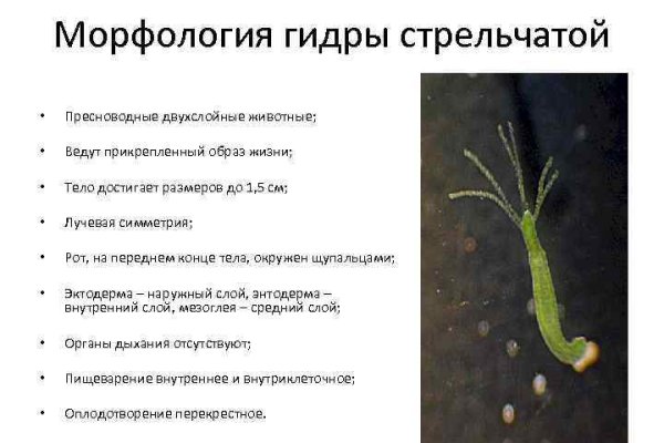 Кракен маркетплейс создатель